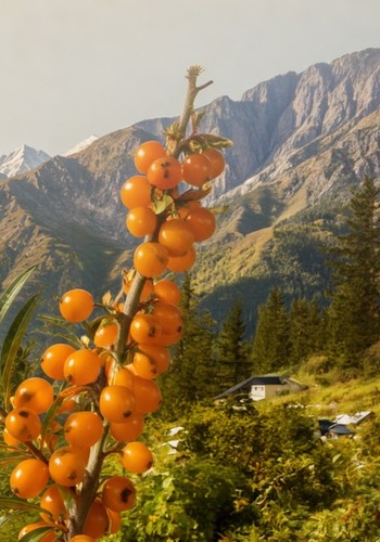 Orange sea buckthorn berries